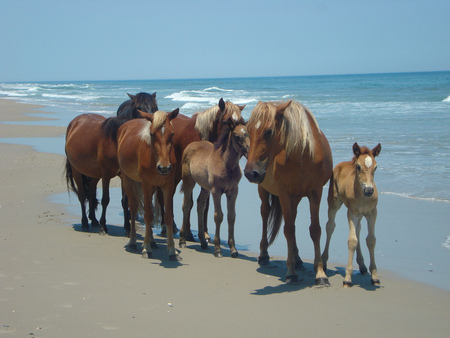 By the ocean - beauty, ocean, beach, sky, background, animals, water, image, shore, lovely, waves, horses, blue, photo, sand