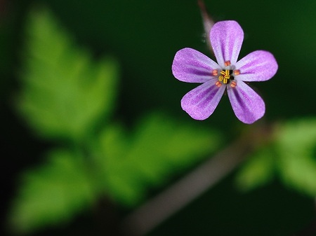 SPRING - leaves, flower, delicate, wild