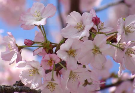 CHERRY BLOSSOMS - flowers, petals, pink, delicate