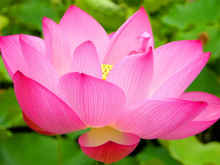 Lotus pink - greens, lotus, flower, pink