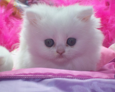 White kitten - white, kitten, baby, sweet, cat