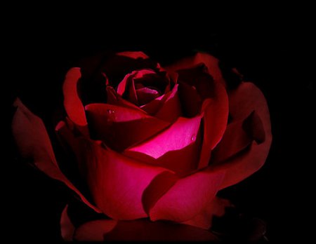 Red rose - beauty, water drop, dark, red, light, rose, red rose