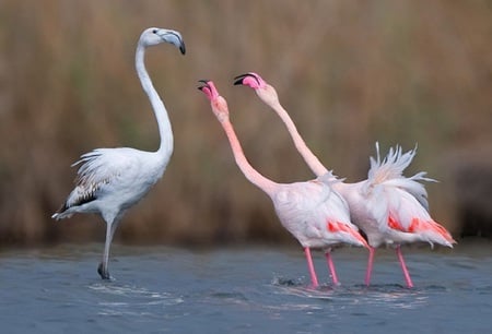 Flamingo Family - birds, leak, pink, three, flamingo