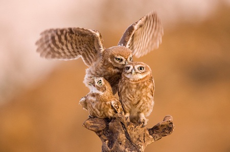 TRIO - cute, birds, orange, family