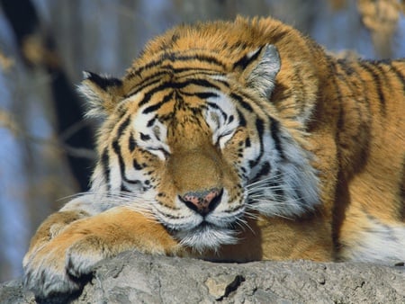 Wild Nature - nature, tiger, sleepy, wild