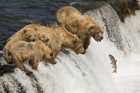 Family Fishing - family, bear, hunt, fishing, fish, waterfalls