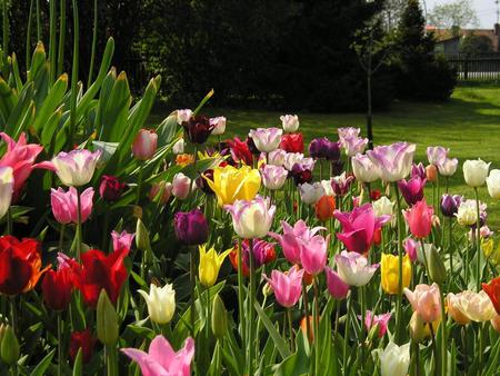 tulip garden - colourful, garden, nature, tulips