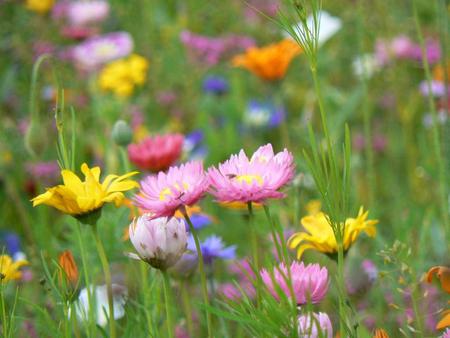 summer meadow - flowers, colourful, meadow, summer