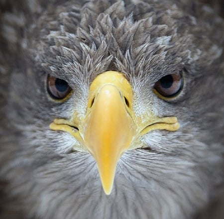 Eye contact - eyes, eagle, face, yellow