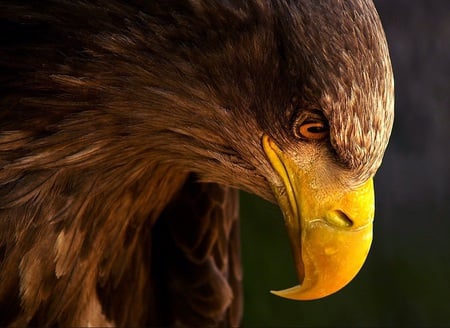 the eagle - grate, brown, black, eagle