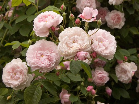 pink flowers - nature, roses, bush, pink, flowers