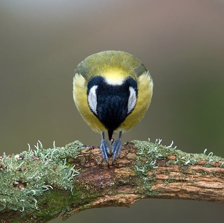 Let us pray - pray, cute, bird, beautiful