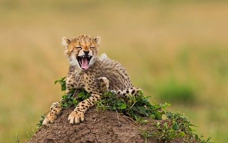 Laughing Cheetah - crazy, cheetah, cute, baby