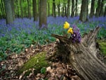 bluebell forest