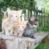 kittens for Grizzly65