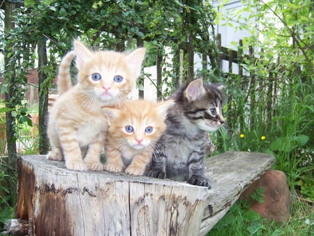 kittens for Grizzly65 - sitting, kitties, cats, backyard, cute