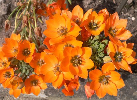 Sun Star - garden, beautiful, flowers, orange, sun star