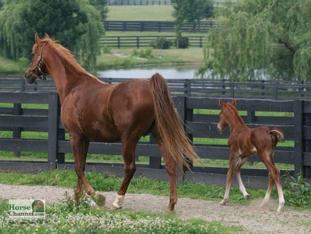 Mare And Foal - horses, foal, mare, animals