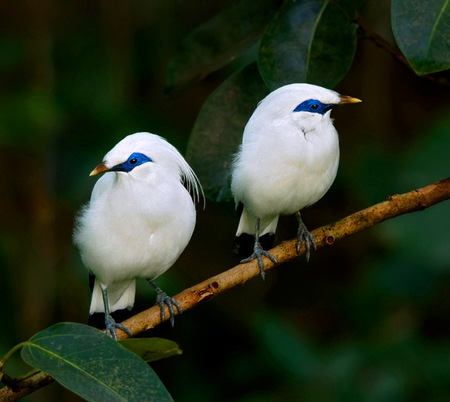 Bali Starlings - white and blue, starlings, birds, branch