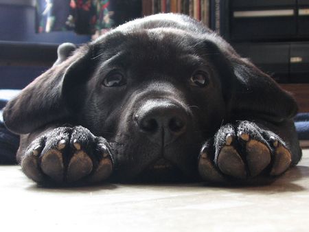 Just Taking A Break - black, cute, dog, labrador