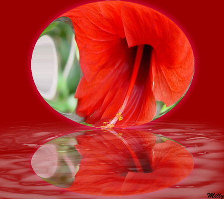 Splendid Reflection - water, reflection, flower, red