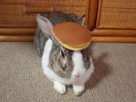 Flapjack Bunny - head, cute, pancake, bunny