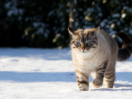 Cat on snow - animal, kitten, cat, sweet, feline, snow