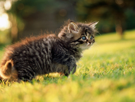 Enjoying nature - animal, kitten, field, cat, sweet, feline, grass