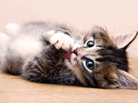 Posing for you... - animal, kitten, cat, sweet, feline, paw