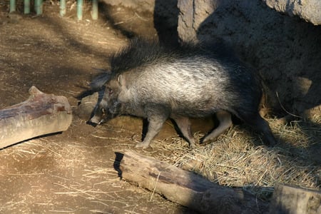 wild pigs - endanger species animals, wild pigs, forest pigs, only in the philippines