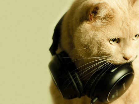 Headphone - headphone, cat, music, animal, feline, sweet, kitten