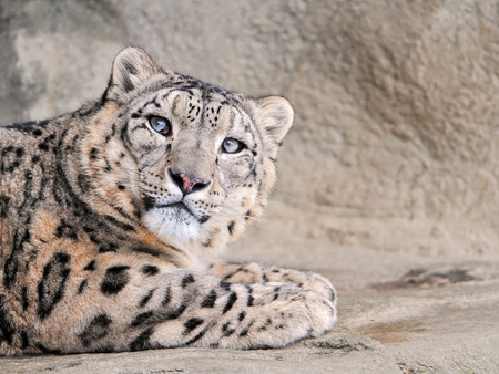 Snow Leopard - wildlife, sweet, feline, animal