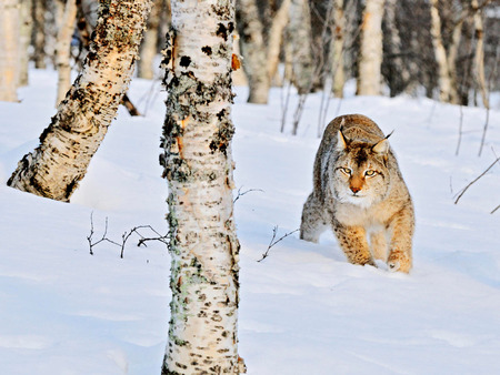 Lynx - animal, lynx, winter, sweet, feline, snow