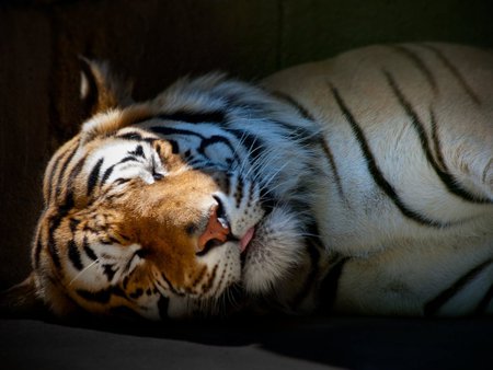 Sleeping tiger - animal, tiger, rest, sweet, feline, sleep