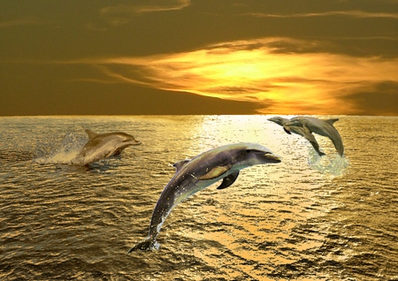 Playful Dolphins - pretty, play, playful dolphins, golden sunset, dolphins, golden, sky, clouds, beautiful, dolphin, sea, beauty, lovely, ocean, playful, nature, sunset, peaceful