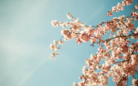 Blossom Tree - trees, blue, blossom, beautiful, spring, pink, flowers, nature, pink flowers, sky