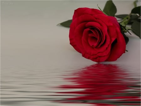 Just a beauty - beautiful rose, water, red rose, red, rose, flower, reflection