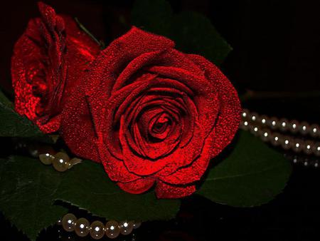 Beautiful Red Roses - roses, red, perls, flowers, rose, flower