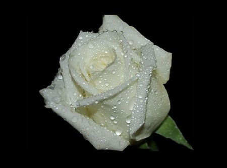 Life Brightener - emotion, beautiful, friendship, love, flower, sweet, cheerful, life, rose white, rose, nice, good