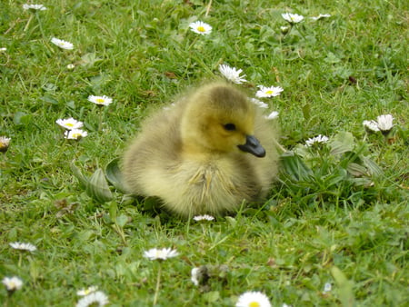 Easter gosling - easter, gosling, grass, lovely