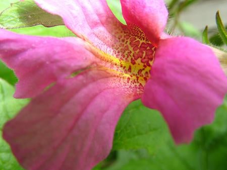 Pink Orchid - effect, nature, beautiful, beauty, orchid, swirl, flower, pink