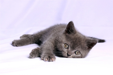 sweet kitten for jasnas - grey, sweet, pet, cute, kitten