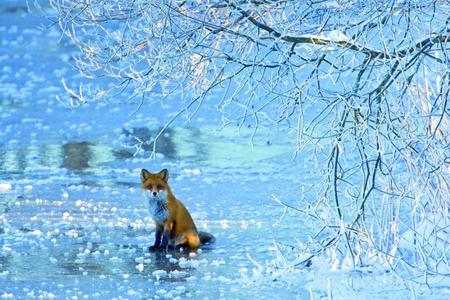 ice fox - ice, fox, nature, wild, blue, winter