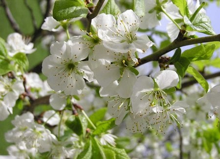 It's spring - bloom, spring, delicate, white flowers