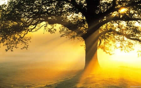 Magical sunshine - nature, sunshine, light, sun, tree