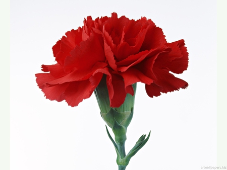 Carnation * For my friend Carmen Bonilla - nature, carnation, flower, red