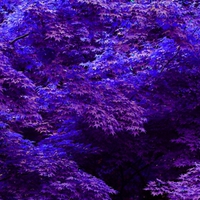 MAPLE IN PURPLE