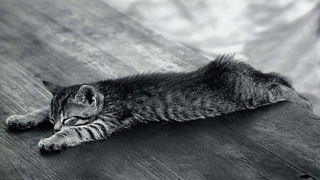 Stretched Out - stretched, laying, cute, black and white, cat