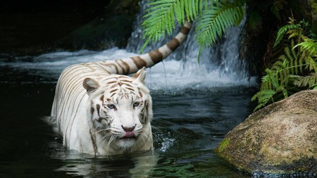 White Tiger - white, tiger, water, beautiful, white tiger, swim