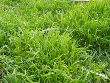 fresh grass - fresh, insect, green, grass